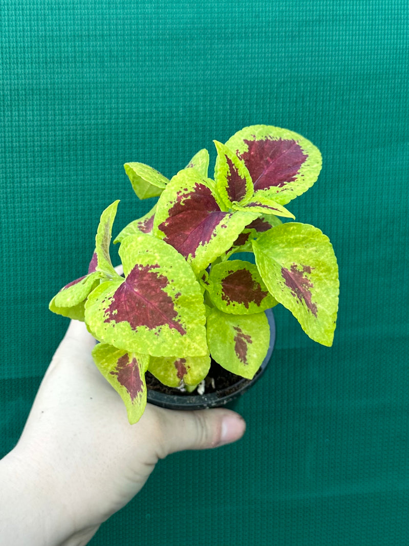 Coleus NOID 2