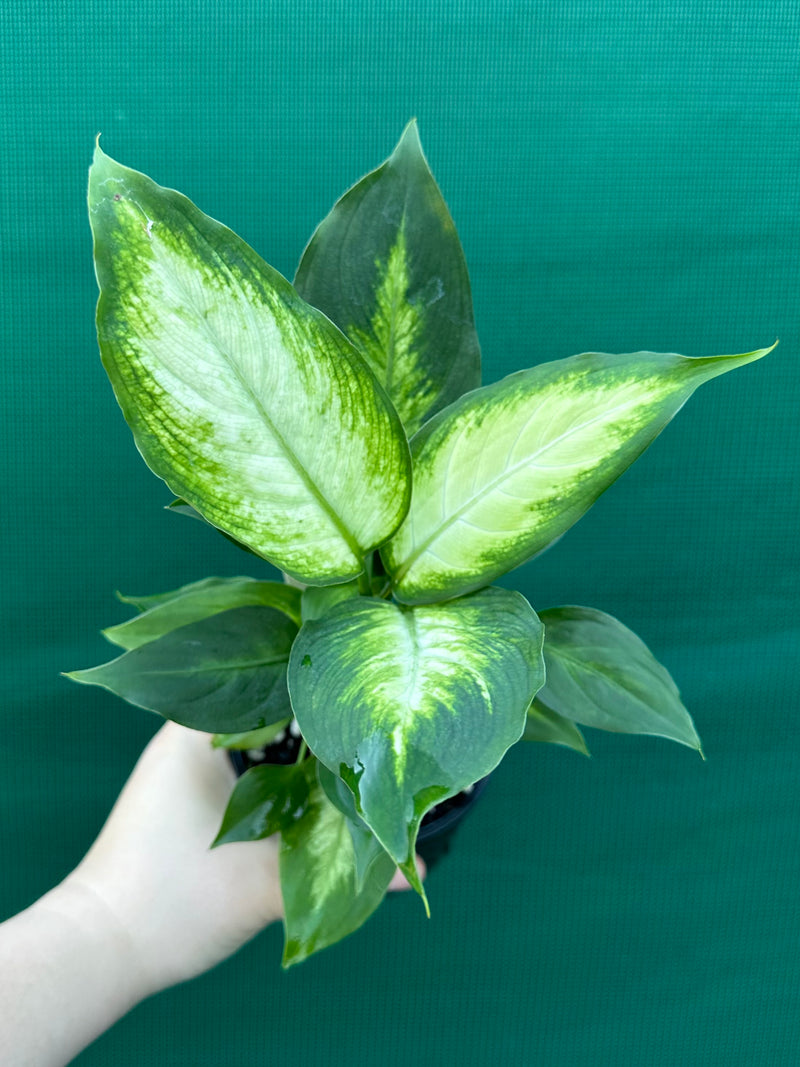 Dieffenbachia ‘Camille’ NEW