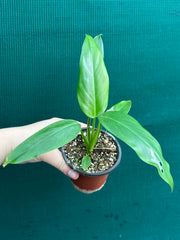 Philodendron ‘Domesticum’