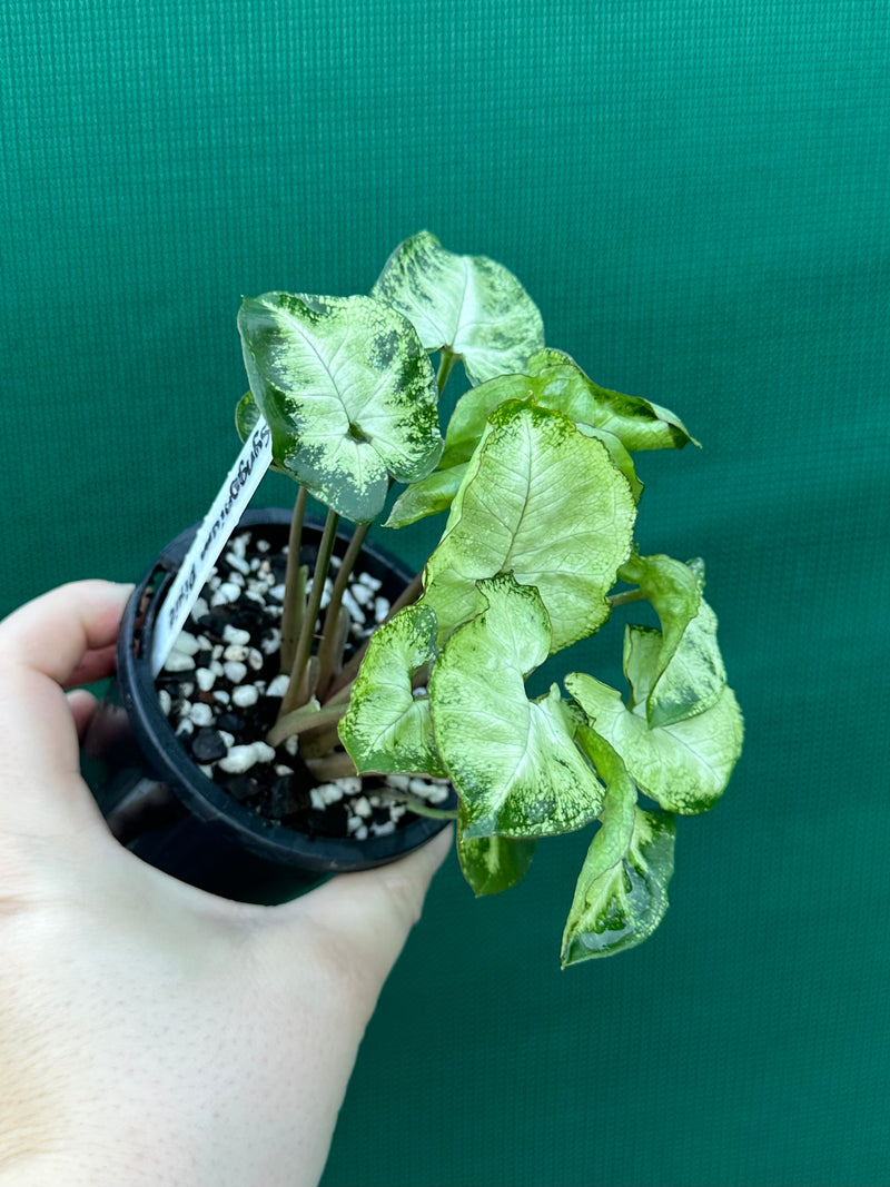 Syngonium 'Pixie'