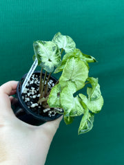 Syngonium 'Pixie'