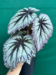 Begonia ‘Fireworks’