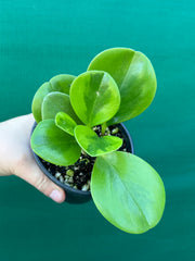 Peperomia Obtusifolia ‘Lemon Lime’