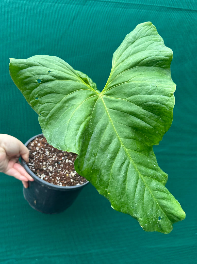 Anthurium ‘Balaoanum’