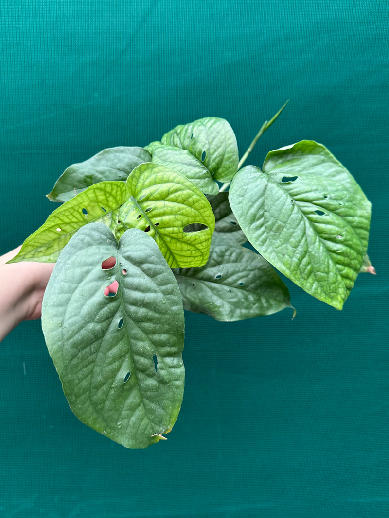 Amydrium ‘Mosaic Silver’