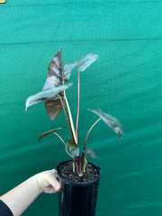 Alocasia ‘Yucatan Princess’