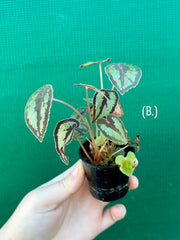 Begonia Dinhdui