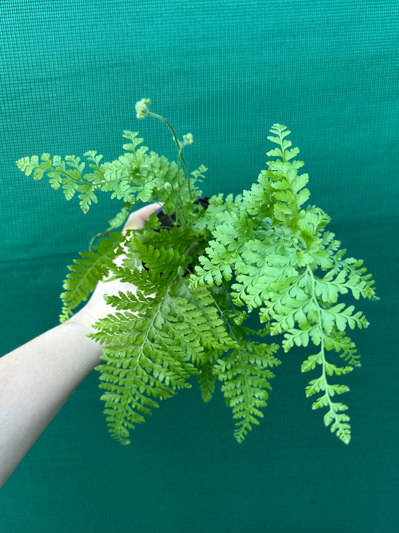 Polystichum setiferum 'Dahlem'