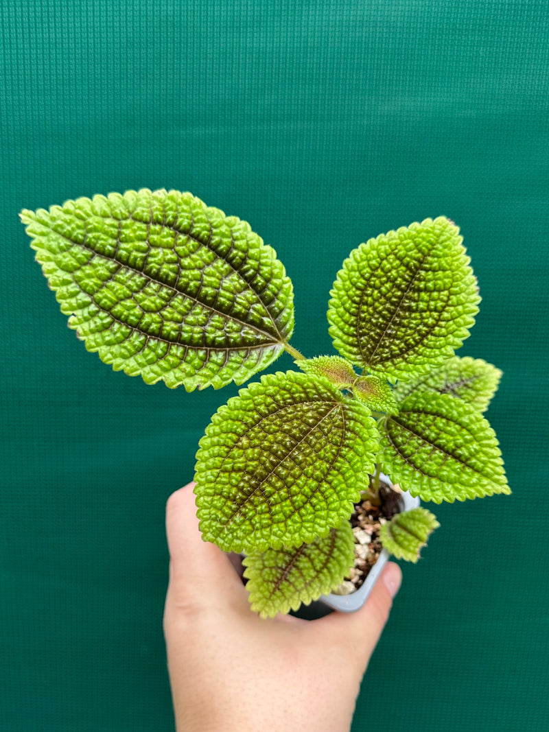 Pilea involucrata
