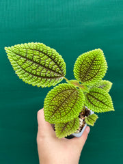 Pilea involucrata