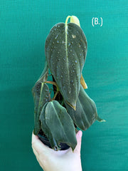 Philodendron ‘Gigas’