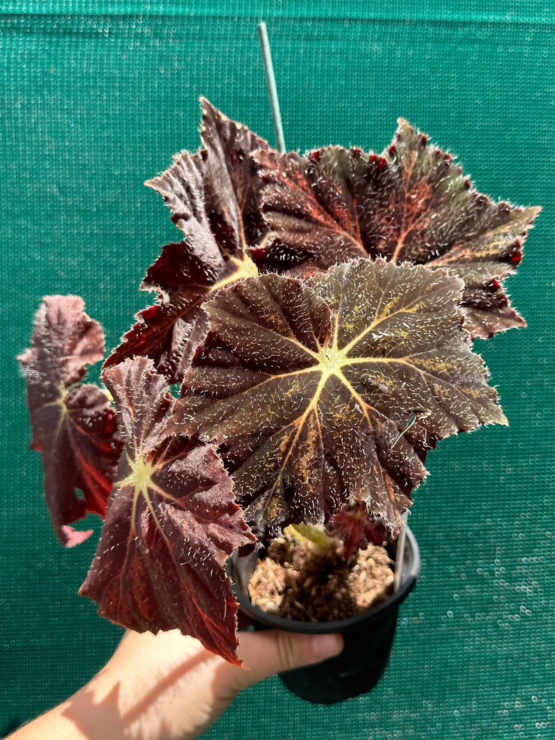 Begonia ‘Brad Thompson’