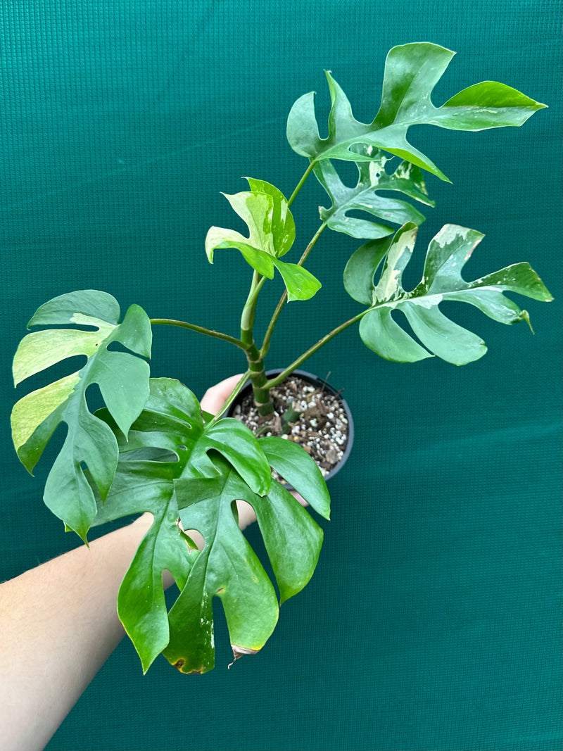 Rhaphidophora Tetrasperma Variegated