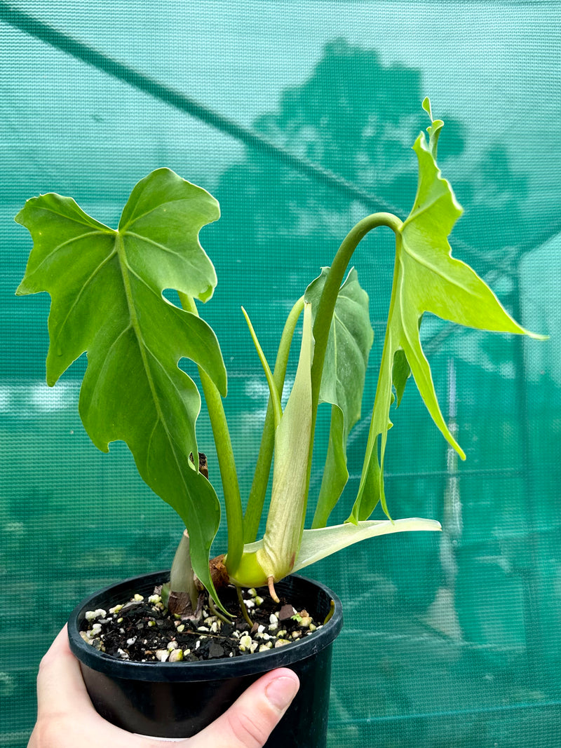 Philodendron 'Radiatum' NEW