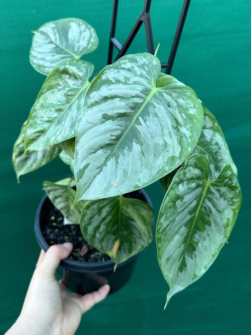 Philodendron sodiroi