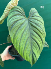 Philodendron sp Colombia NEW