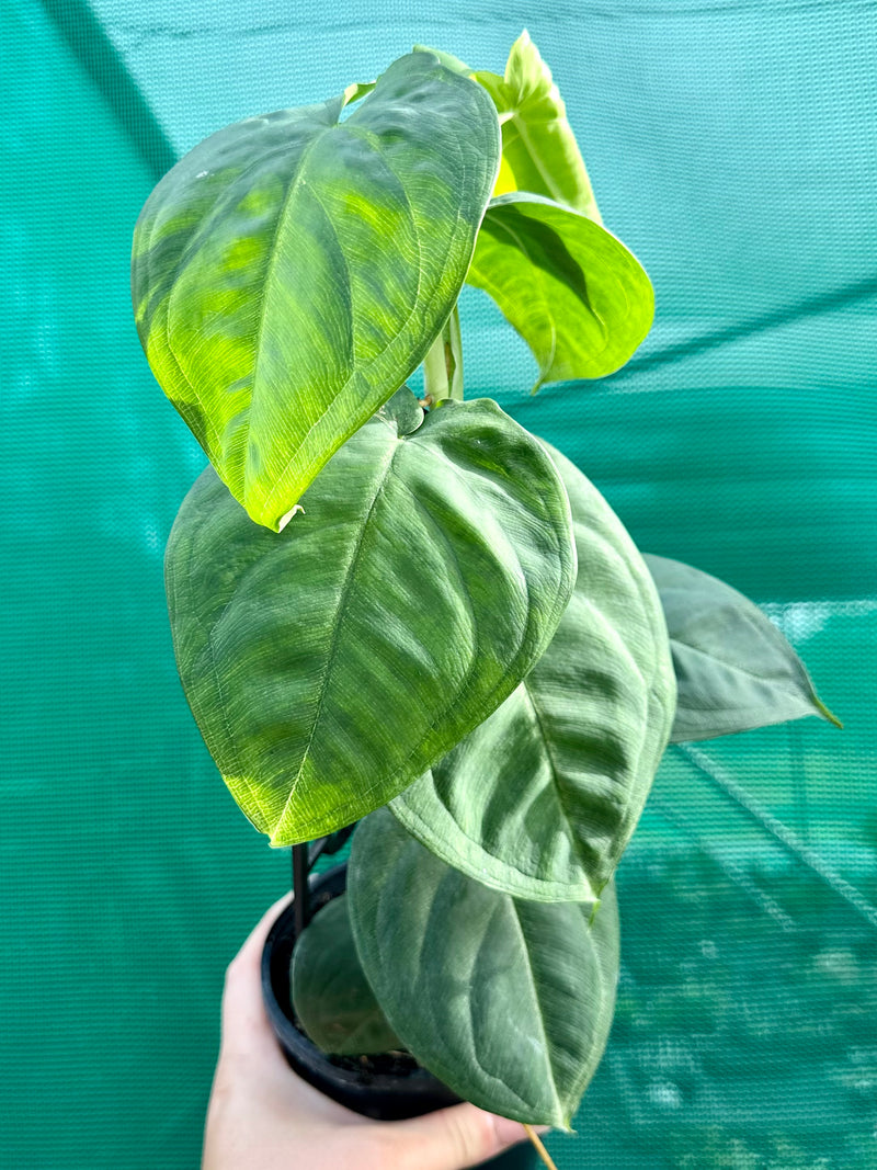 Syngonium 'Frosted Heart' NEW | Aroids Australia