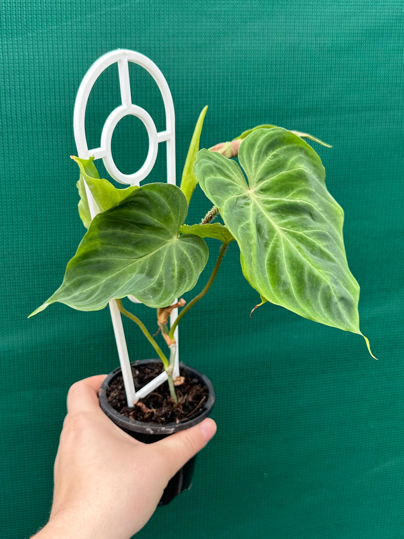 Philodendron Verrucosum NEW
