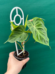 Philodendron Verrucosum NEW