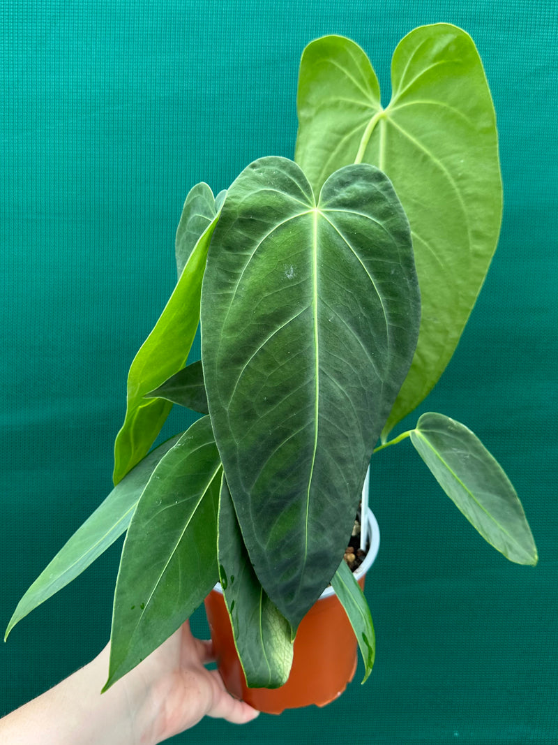 Anthurium warocqueanum x sp. nutibars NEW
