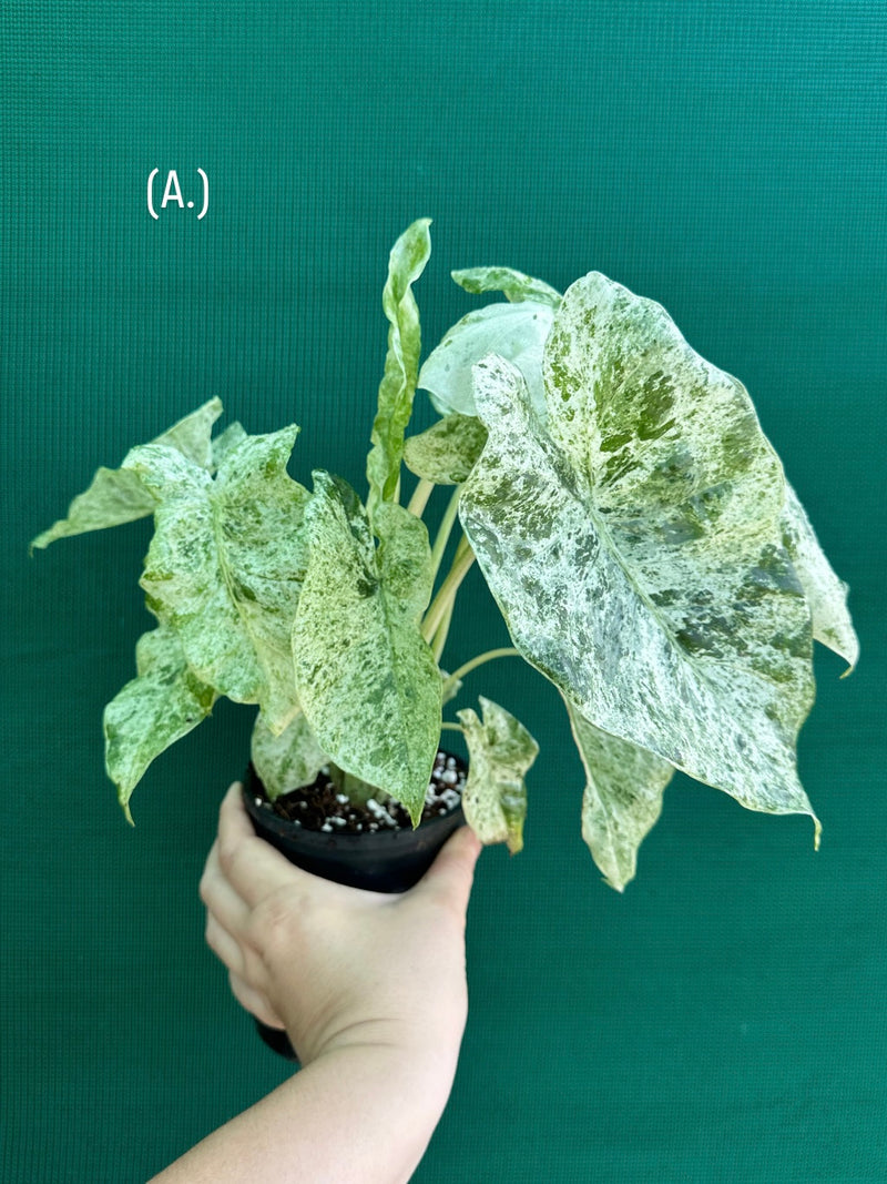 Alocasia odora batik ‘Splash’