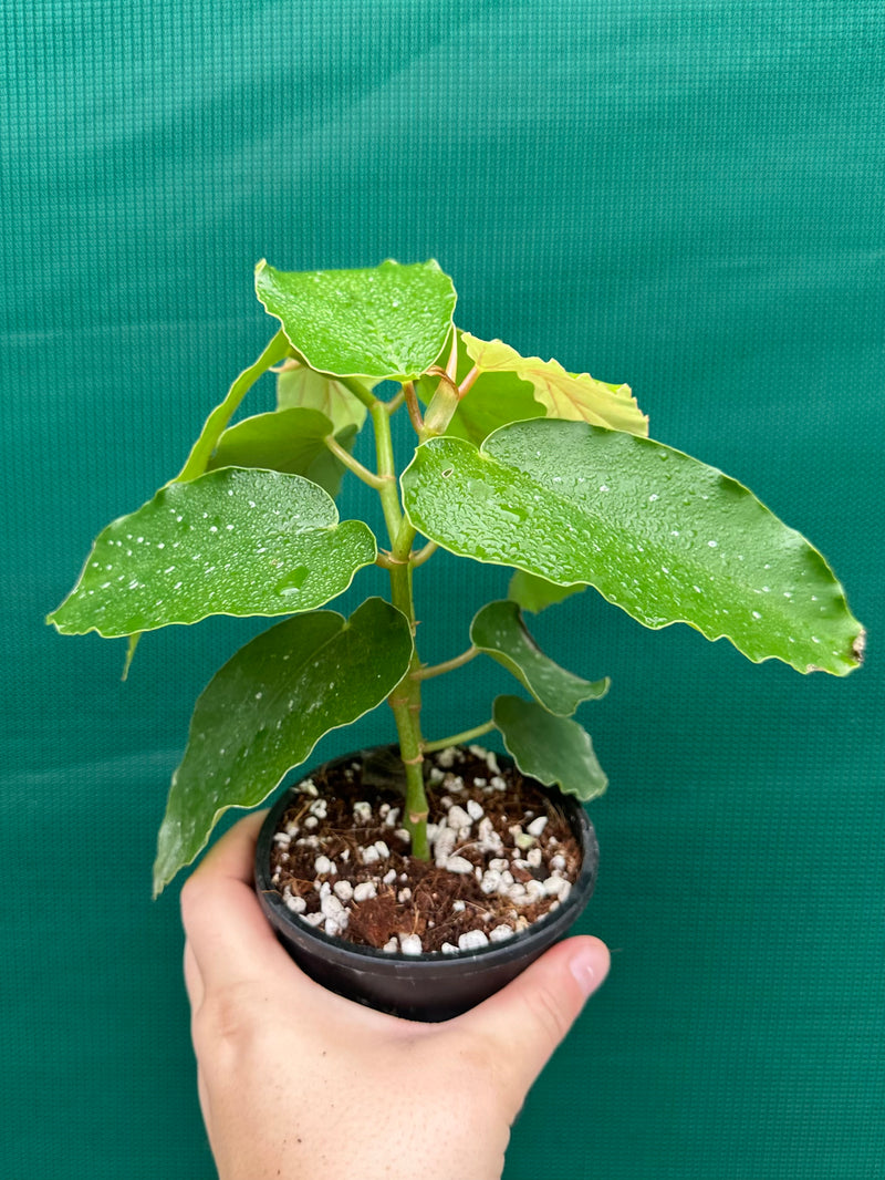 Begonia Angel Wing NOID
