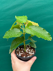 Begonia Angel Wing NOID