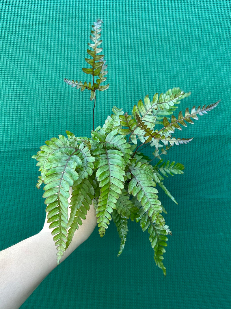 Adiantum ‘Rough Maidenhair Fern’
