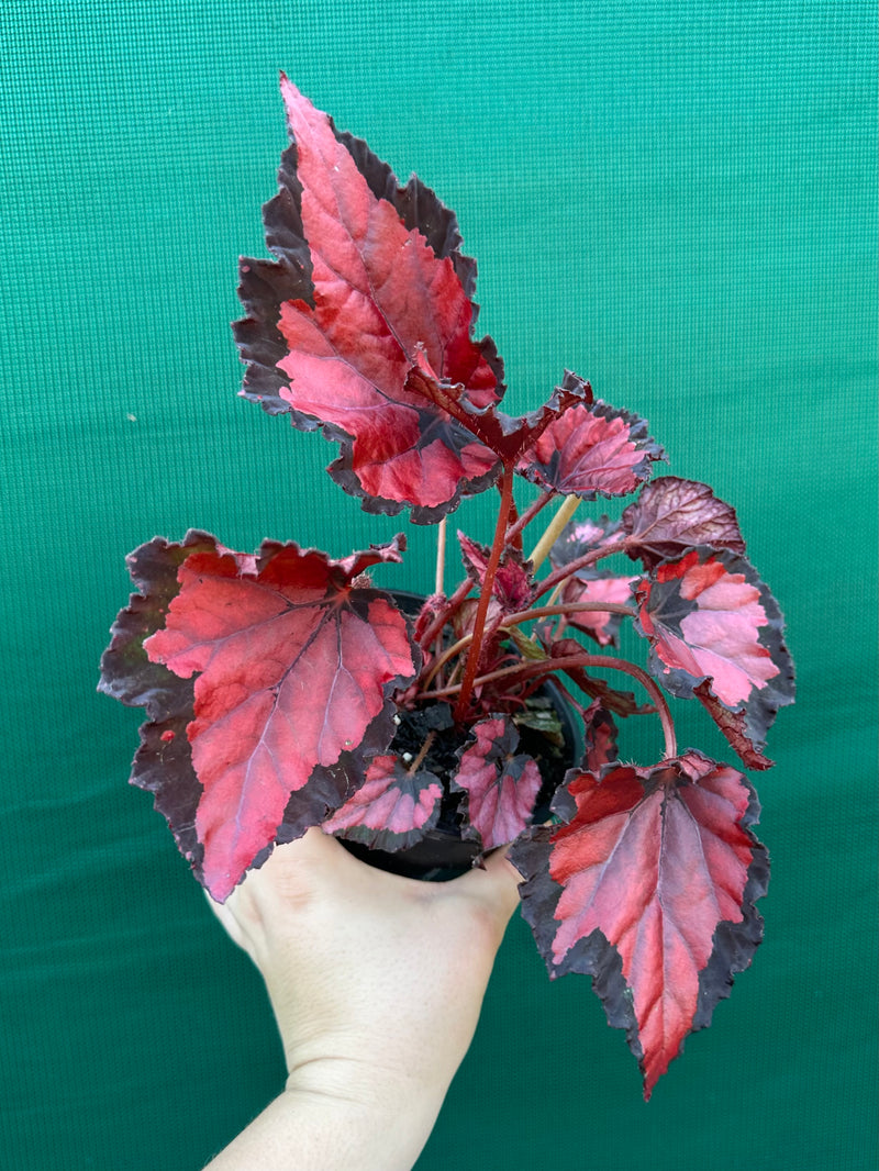 Begonia ‘Red Kiss’