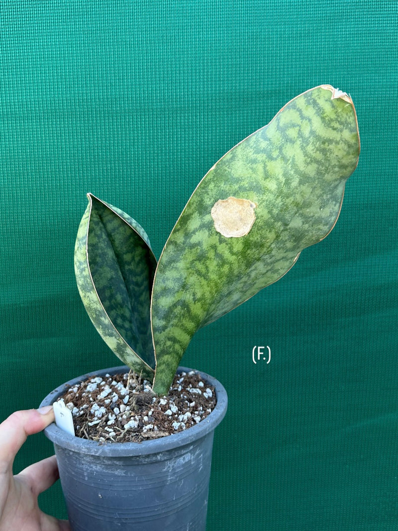 Sansevieria Masoniana ‘Mason’s Congo Paddle’ NEW