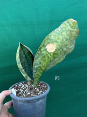 Sansevieria Masoniana ‘Mason’s Congo Paddle’ NEW