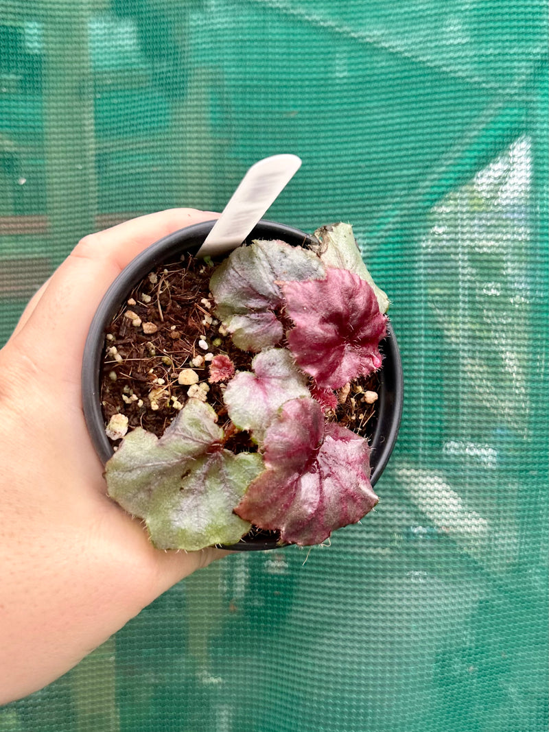 Begonia ‘Fluro Pink’
