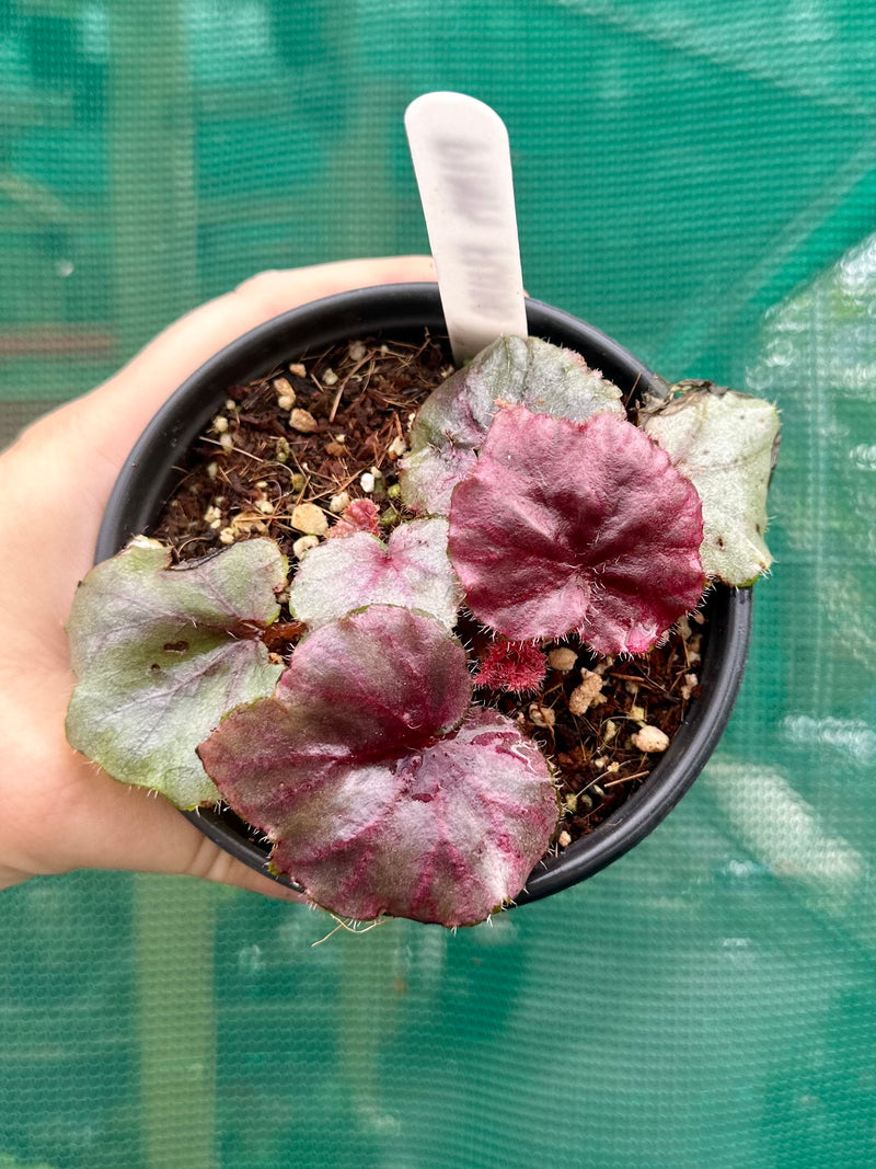 Begonia ‘Fluro Pink’