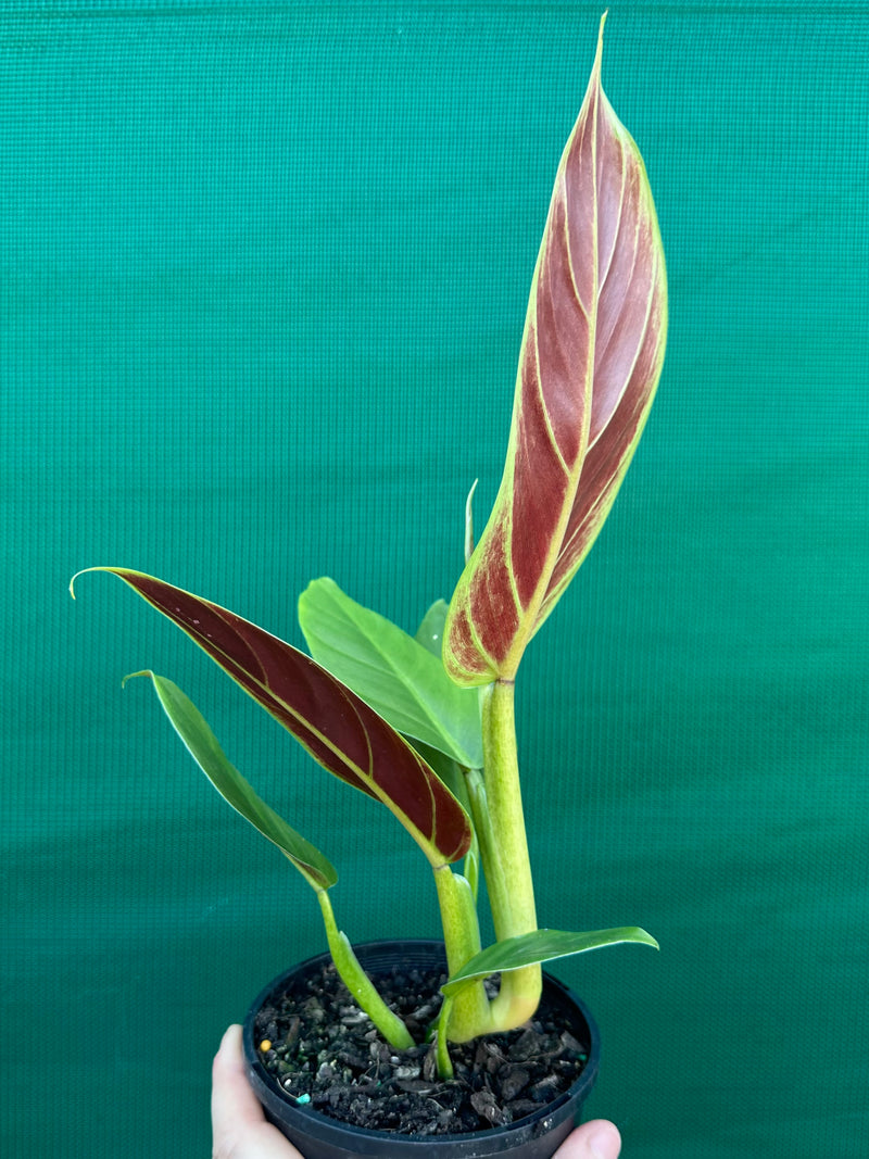Philodendron ‘Subhast’