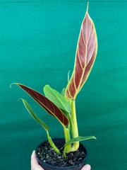 Philodendron ‘Subhast’