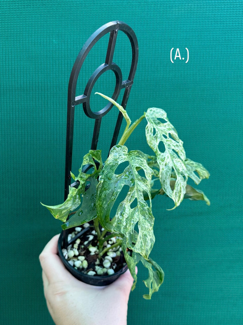 Monstera ‘Adansonii’ Mottled Variegation NEW