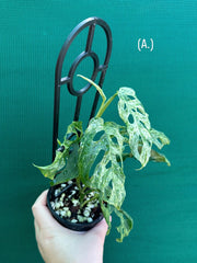 Monstera ‘Adansonii’ Mottled Variegation NEW