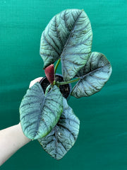 Alocasia ‘Elaine’