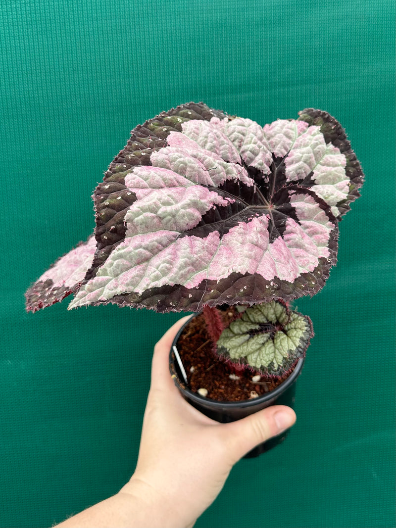 Begonia ‘Lively Ladd’