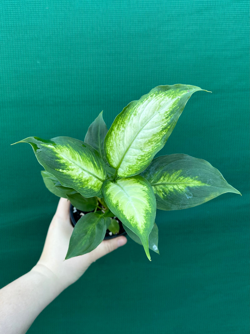 Dieffenbachia ‘Camille’ NEW