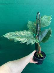 Philodendron ‘Pluto’