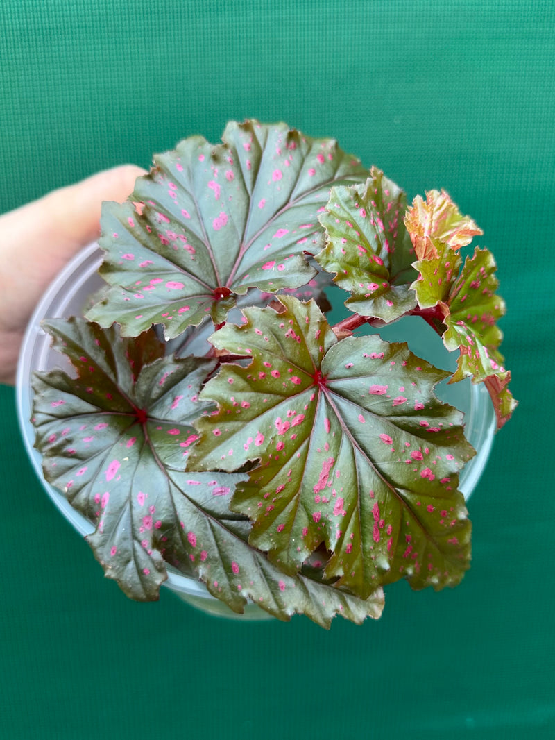 Begonia serratipetala NEW