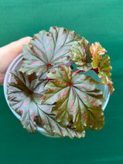 Begonia serratipetala NEW