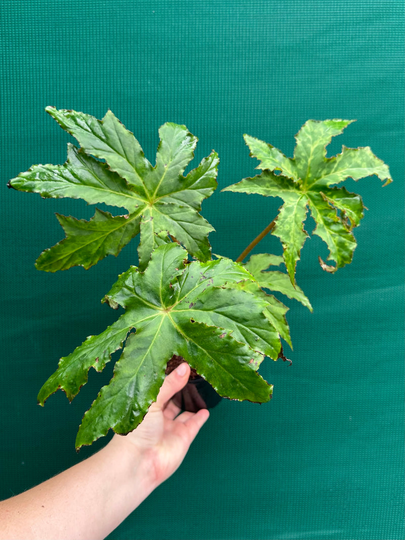 Begonia ‘RB Hybrid 456’