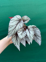 Begonia ‘Glacier’