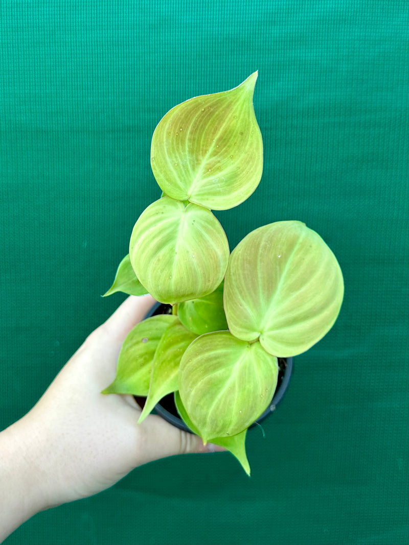 Philodendron Camposportoanum