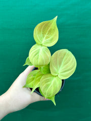 Philodendron Camposportoanum