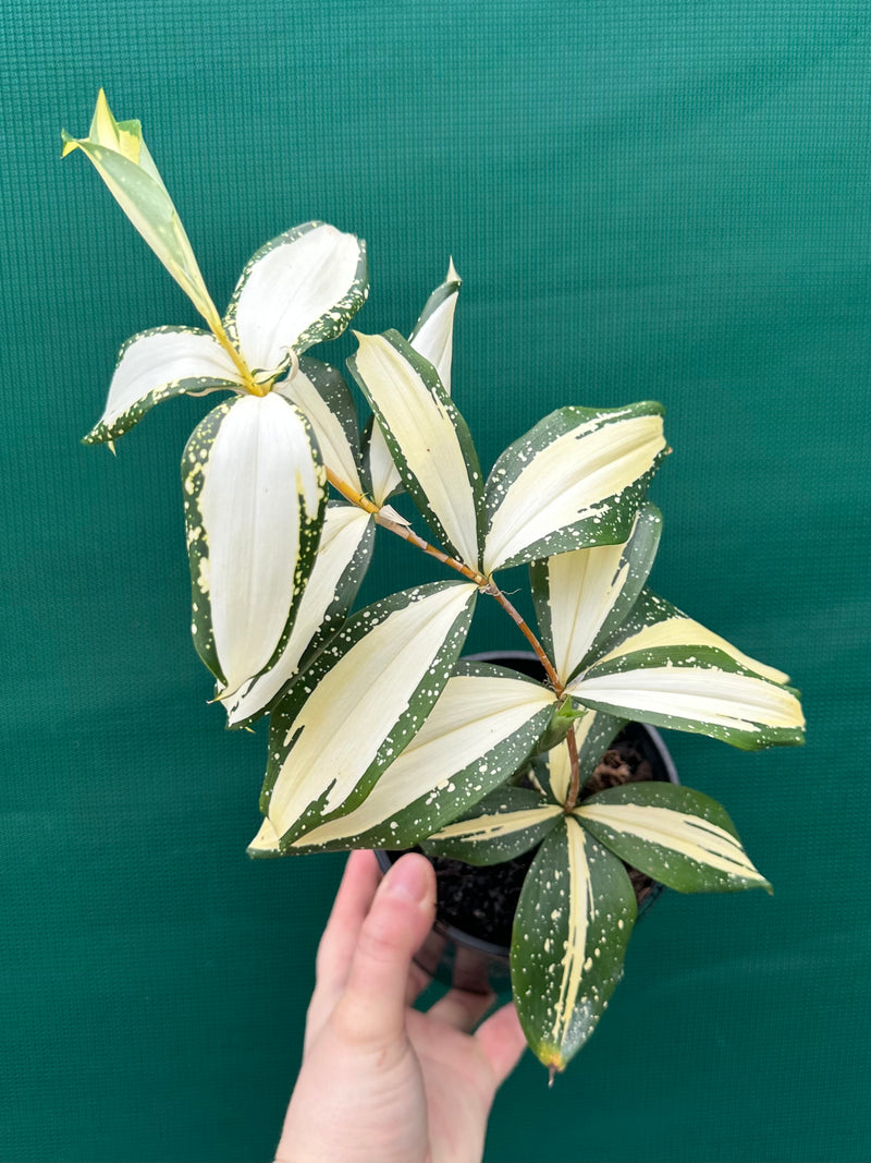 Dracaena surculosa ‘Milky Way’ NEW