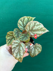 Begonia luzonensis