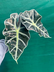 Alocasia ‘Polly’